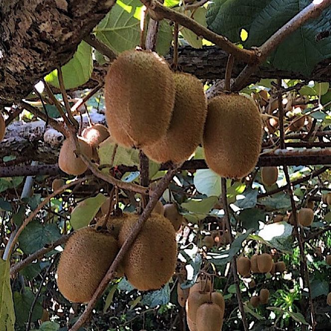 【先行予約】和歌山県産 キウイフルーツ 約1.2kg（8～15玉）秀品 M～4Lサイズ混合 フルーツ キウイ