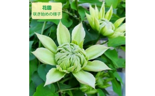 【先行予約】【長谷川園芸】オリジナル クレマチス「花園」５寸 【母の日 ギフト プレゼント 贈答 花のある生活】(AT212)