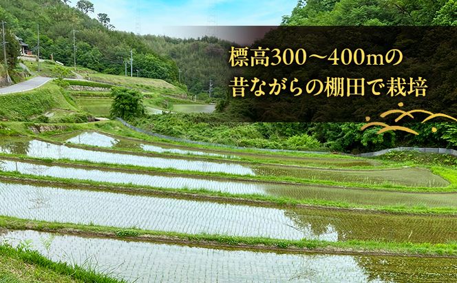 品種お任せ 令和7年産 ホタル舞う里山の棚田米 無洗米 精米4kg ひとめぼれ2kg又は朝日2kgを計2袋