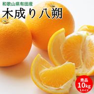 【2027年先行予約】木成り八朔 秀品 約10kg Lサイズ 和歌山県有田産_U6231n