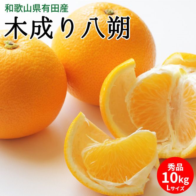 【2027年先行予約】木成り八朔 秀品 約10kg Lサイズ 和歌山県有田産_U6231n