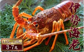 天然 伊勢えび（活）3～7尾 1.15～1.25kg【2025年10月中旬頃から2026年3月末までに順次発送（1月は漁不可）】 / 伊勢えび 伊勢海老 海老 海鮮 天然 えび 【enk003】