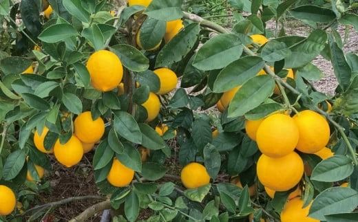 レモン たにぐち農園の国産マイヤーレモン 4.5kg【2025年12月～2026年1月初旬の期間で順次発送致します。】 / 檸檬 レモン れもん 柑橘 国産 大容量 数量限定 ご家庭用 家庭用【mtn006A】