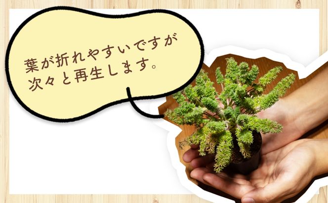 塊根植物 オレオフィルム ペラルゴニウム - 植物 インテリア ナチュラル 自然 グリーン カラフル 観葉植物 おしゃれ 癒し かわいい 多肉植物 塊根植物 サキュレントフィールド Succulent field 高知県 香南市 常温 cc-0014