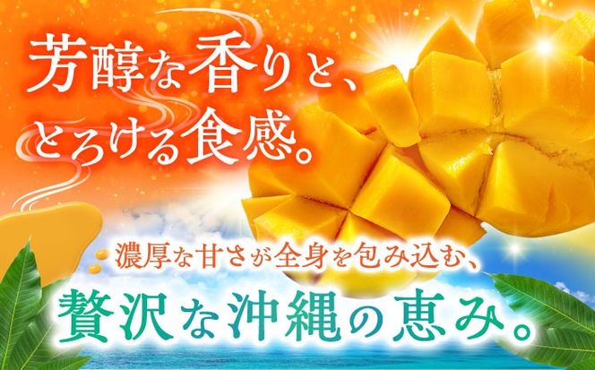 【優秀賞受賞】沖縄県産 完熟マンゴー 贈答用 1kg (2〜3玉) マンゴー 沖縄 果物 フルーツ ギフト 沖縄市 / MAIFARM[BCAN001]