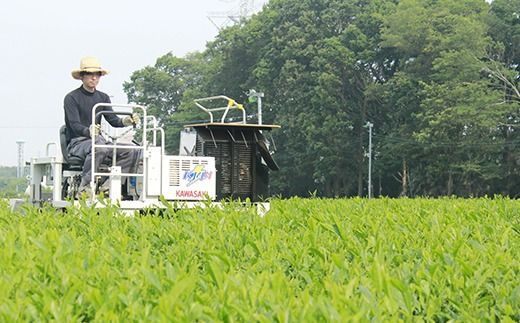 三芳町産狭山茶詰め合わせ （高級煎茶100g×3本、特選煎茶100g×2本） 銘茶 煎茶 緑茶 お茶 抗酸化作用 カテキン 鮮やか 色合い 旨み 渋み 茶匠の技 国産 FAA-115