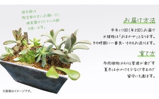 寄せ植え 多肉植物 デラックス 【 半年に1回お届け（全2回お届け）】 植物 観葉植物 インテリア 多肉 定期便 [BG042us]