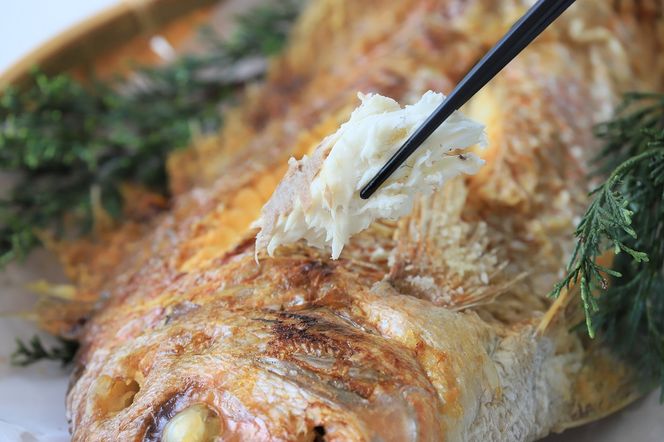 【尾頭付きの縁起物】 活塩焼き鯛（中サイズ） 1匹（約35cm・約550g）