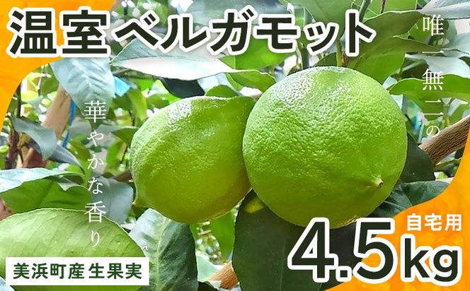 美浜町産温室ベルガモット　生果実『自宅用4.5kg入り』※2024年11月上旬〜2025年2月下旬頃に順次発送