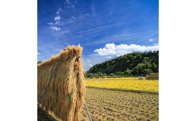 【令和7年産】定期便！魚沼産こだわり従来コシヒカリ【合計360kg】毎月30kg×12回 ブランド米 銘柄米 白米 精米 ご飯 おにぎり お弁当 