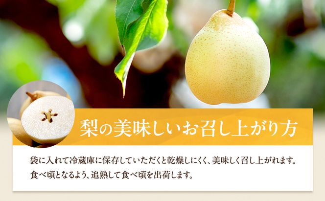 梨 2026年 先行予約 鴨梨（ヤーリー）5～10玉 合計約3kg 贈答箱【11月下旬～12月中旬頃発送】 ナシ なし 岡山県産 国産 フルーツ 果物 ギフト 石原果樹園 