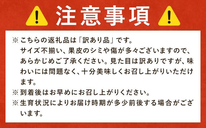 みかん 訳あり 柑橘 極早生 極早生みかん 手選別 選べる 2S-2Lサイズ混合 3S・2Sサイズ混合 2kg 6kg 8kg 10kg 森本農園《10月上旬-11月上旬頃出荷》和歌山県 日高町 柑橘類 フルーツ わけあり ミカン お取り寄せフルーツ【配送不可地域あり】---wsh_mnn34_10j11j_26_6000_2kg---