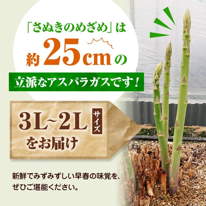 アスパラガス【さぬきのめざめ】3L・2Lサイズ1kg 野菜 夏野菜 