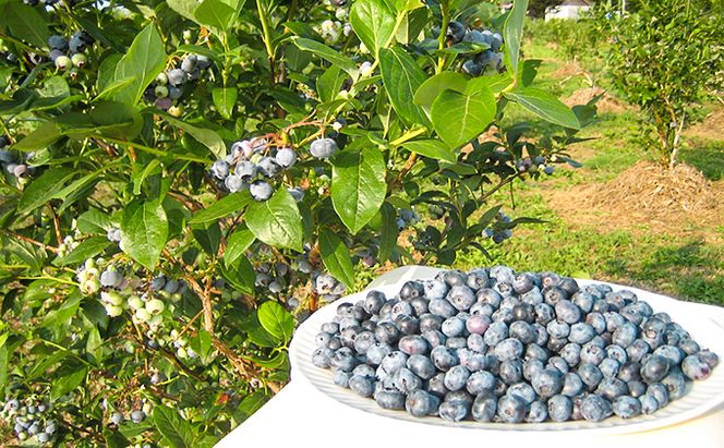 先行受付 【有機JAS認証】北海道仁木町産オーガニック冷凍ブルーベリー 500g×4パック 計2.0kg 果物 フルーツ 冷凍フルーツ 有機栽培 樹上完熟 手摘み トッピング  [株式会社 自然農園]