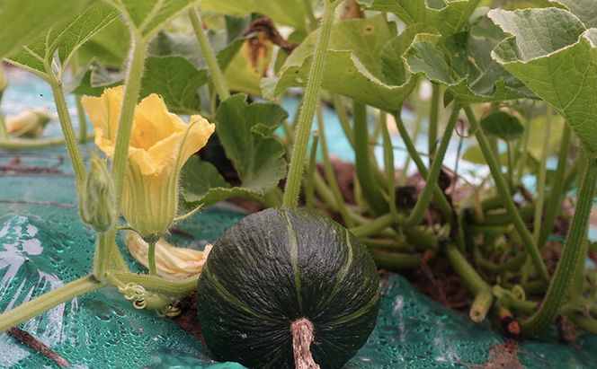 かぼちゃ 厚岸ハスカ 坊ちゃんかぼちゃ 約8kg（10～11個入り） 【厚岸ハスカ】[ 野菜 味が濃い 甘い 北海道産 北海道産 南瓜 パンプキン ]