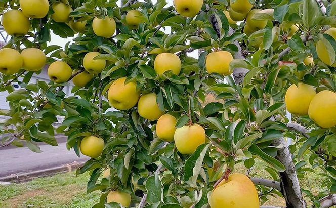 シナノゴールド（家庭用） 約5kg（15～20玉入り）トメズファーム　りんご　長野　信州　小諸　果物　フルーツ