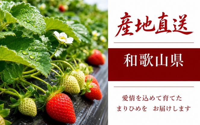 【来シーズン先行予約】紀州和歌山ブランドいちご「まりひめ」約250g×4P　※2027年3月上旬頃～3月下旬頃に順次発送予定（お届け日指定不可）【uot758B】