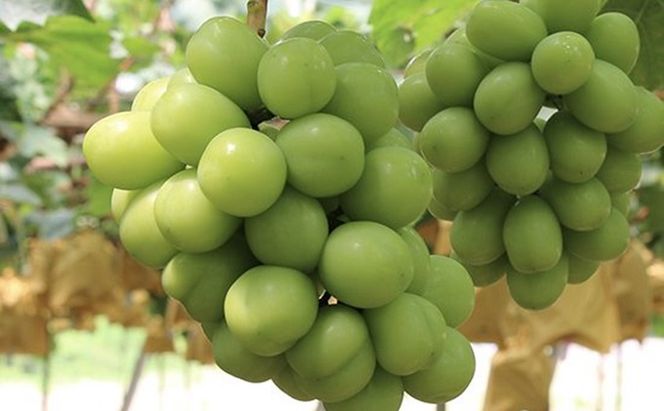 桃 ぶどう 2026年 先行予約 白桃 2玉 合計約600g（1玉約300g） シャインマスカット 晴王 ・ ニューピオーネ 各1房 550g以上 もも モモ 葡萄 ブドウ 岡山県産 国産 フルーツ 果物 ギフト 桃茂実苑 