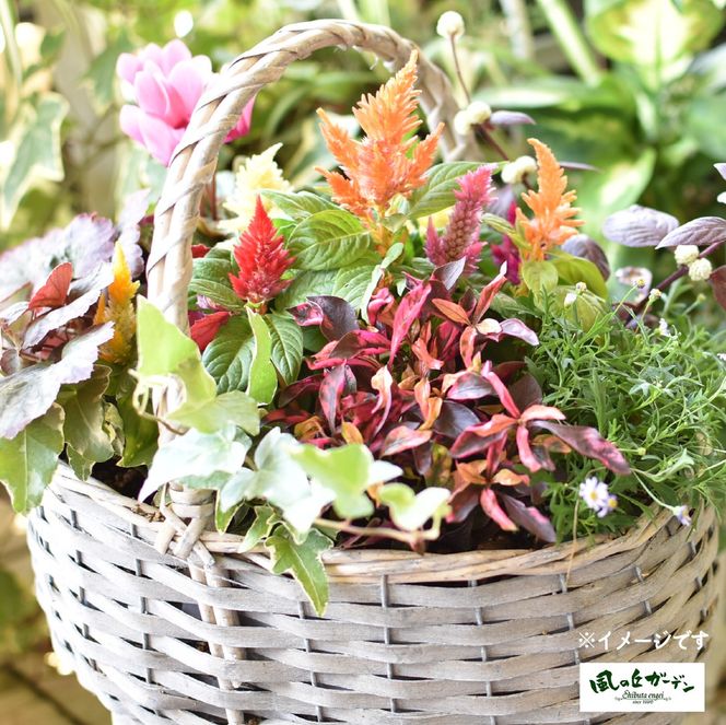 【定期便3回】季節の寄せ植え（ガーデニング ギフト寄せ植え 贈答用寄せ植え 母の日 誕生日 記念 定期便）