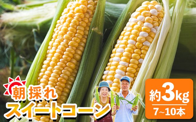 とうもろこし 朝採れスイートコーン 3kg (7～10本) - 野菜 とうもろこし とうきび トウキビ BBQ キャンプ 旬 おやつ 特産品 sg-0008