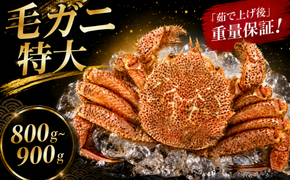 【2026年9月～10月発送】姫丸の毛ガニ・特大 茹で上げ800ｇ～900ｇ 1杯