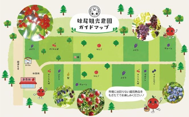 妹尾観光農園 フルーツ狩りチケット4000円 割引 チケット クーポン 利用券 フルーツ 旅行 体験 農園 北海道 仁木町 [フルーツショップ妹尾観光農園]