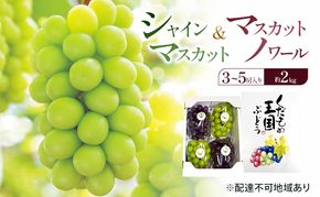 ぶどう 2026年 先行予約 シャインマスカット ＆ マスカットノワール  (3～5房) 約2kg 岡山県 赤磐市 ブドウ 葡萄 果物 フルーツ