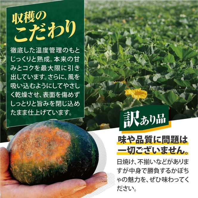 先行受付！12月頃～発送開始！北海道十勝清水町産 生産者応援！【訳あり】ホクホク！栗かぼちゃ！ブラックのジョー 5kg 北海道産 かぼちゃ カボチャ 冬至 _S021-0031