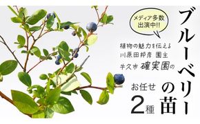 ブルーベリー の 苗 2品種セット （品種おまかせ） ラビットアイ系 ハイブッシュ系サザン サザンハイブッシュ系 苗 庭木 果樹 ガーデニング [BG013us]