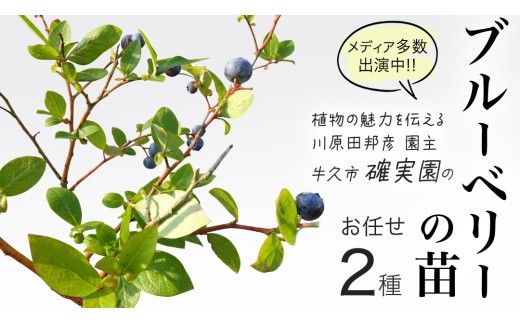 ブルーベリー の 苗 2品種セット （品種おまかせ） ラビットアイ系 ハイブッシュ系サザン サザンハイブッシュ系 苗 庭木 果樹 ガーデニング [BG013us]