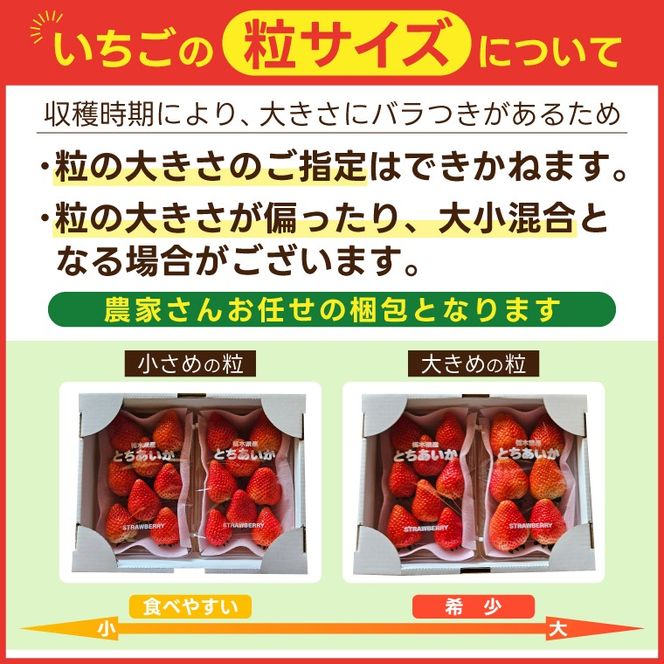 【3Lサイズ以上】いちご とちあいか 600g以上 (300g以上×2パック)｜栃木県 益子町 ふるさと納税 鈴木農園 3L 4L 5L 贈答用 食べ応え抜群 大きい 大きいサイズ いちご イチゴ 苺 果物 フルーツ とちあいか 人気 600g以上 1パックあたり5粒～12粒入り 合計10～24粒入り（DJ002）