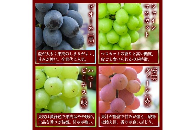 ＜先行予約受付中！2026年9月以降順次発送予定＞宇目葡萄 3種詰め合わせ＋シャインマスカット入り(合計2.5kg・4～5房) ピオーネ 安芸クイーン ハニービーナス ぶどう 種なし 大分県 佐伯市【AY72】【さいき農林公社】
