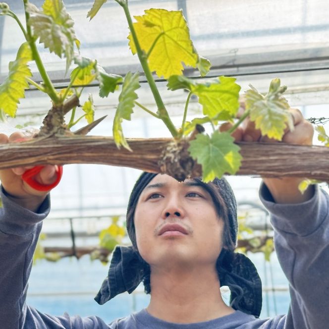 ぶどう 2026年 先行予約 話題の品種 富士の輝＆こだわりのシャインマスカット 贈答ランク 合計約1.4kg ブドウ 葡萄 岡山県産 国産 フルーツ 果物 ギフト 【 Nini farm 農家 直送 】