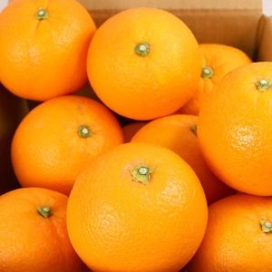 ＜2月より発送＞厳選 ネーブルオレンジ7.5kg+250g（傷み補償分）【光センサー選別】 ※北海道・沖縄・離島への配送不可 ※2026年2月上旬～2月下旬頃に順次発送予定