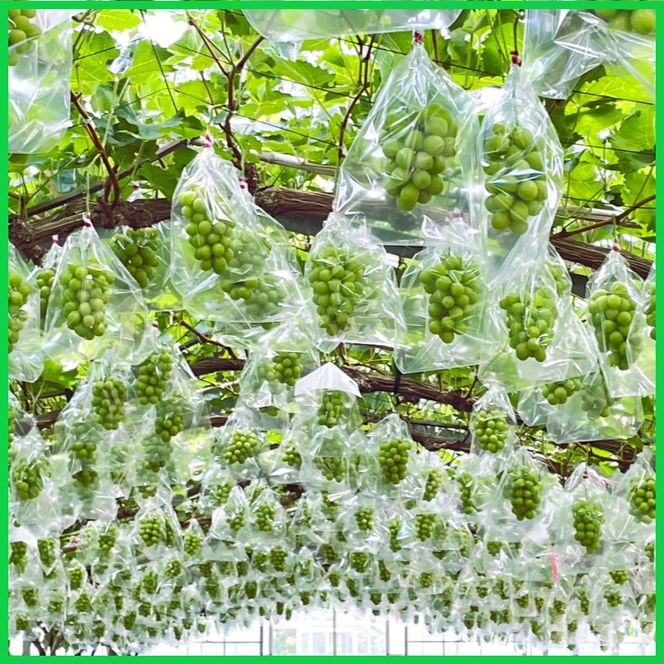 2026 早期受付 ぶどう シャインマスカット 3～4房 約2kg 岡山県高梁市産 うめづぶどう園 化粧箱入り 葡萄 ブドウ 訳あり