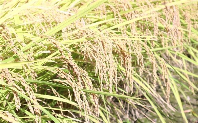 によどブルー米 5kg×2袋（コシヒカリ）