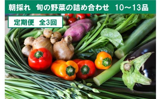 【3回定期便】【土佐野菜】旬の野菜詰め合わせ10～13品目【株式会社SIMA】 [BQAZ003]