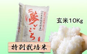特別栽培米 【 令和8年産 】 玄米 10kg 【 夢ごこち 】