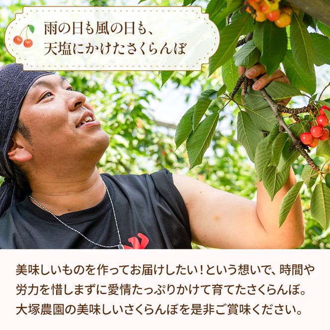 先行受付 さくらんぼ 南陽 800g（200g×4）L-LLサイズ混合  サクランボ チェリー フルーツ 果物 果物類  北海道 仁木町 仁木 [大塚農園]