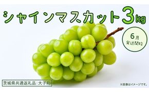 シャインマスカット 3kg 【2026年6月発送開始】(茨城県共通返礼品：大子町) ぶどう 葡萄 ブドウ マスカット フルーツ 果物 贈答用 ギフト 贈り物
