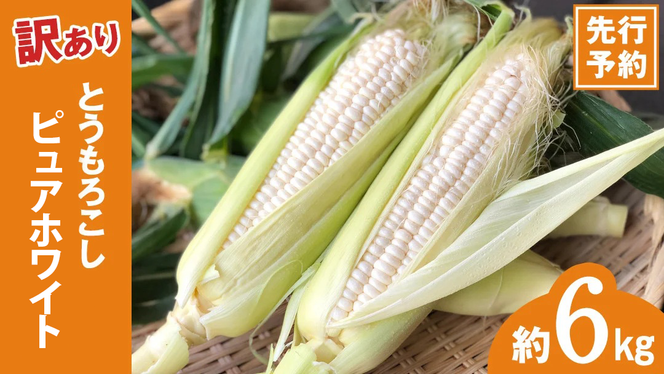 y錧㒬zy s\ 2026N6{ȍ~ zy ߘa8NY zy 󂠂 z ̂ Ƃ낱 sAzCg 6kg gERV XC[gR[  Yn Ԍ KiO s  ӂ邳Ɣ[ 7000~ PA A [AX061ya][SZRY]