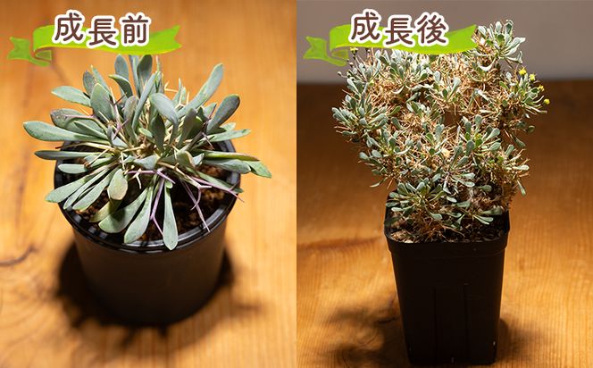 塊根植物 ユーフォルビオイデス オトンナ 塊根植物 植物 黒鬼城 オトンナ属 強健種 インテリア ナチュラル 自然 グリーン 観葉植物 おしゃれ 癒し かわいい 多肉植物  サキュレントフィールド Succulent field 高知県 香南市 常温 cc-0003