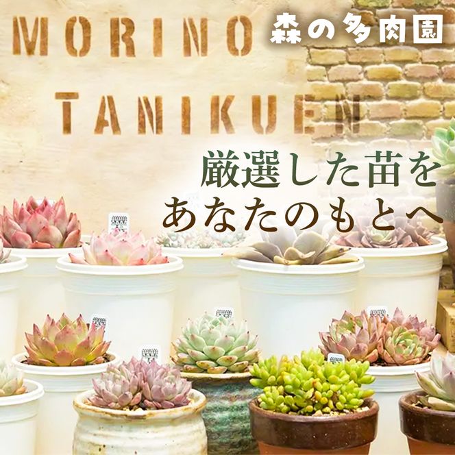 【初めての方にも育てやすい】色づきの美しい多肉植物お任せ多肉セット（6株）  1セット 多肉植物 多肉 植物 家庭菜園 初心者 簡単 厳選 無加温  美しい ハウス 色鮮やか 輸入苗 名張市特有 盆地気候 三重県 名張市
