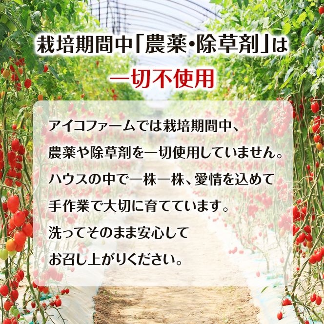 8月発送開始[2026年発送] 超完熟ミニトマト【 アイコ 】2kg（1kg×2箱）栽培期間中 農薬・除草剤不使用 サイズ混載 トマト ミニトマト 野菜 北海道 仁木町 [アイコファーム] 
