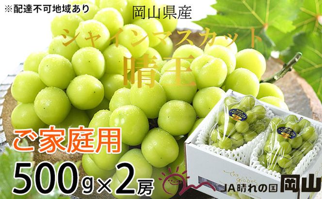 ぶどう 2026年 先行予約 ご家庭用 シャイン マスカット 晴王 約500g×2房 ブドウ 葡萄  岡山県産 国産 フルーツ 果物 岡山のぶどう 旬のフルーツ 旬の果物 大粒 種無し 