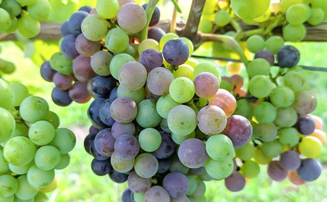 赤ワイン2本セット　Merlot／メルロー 2023　長野　信州　小諸市ワイン　赤ワイン