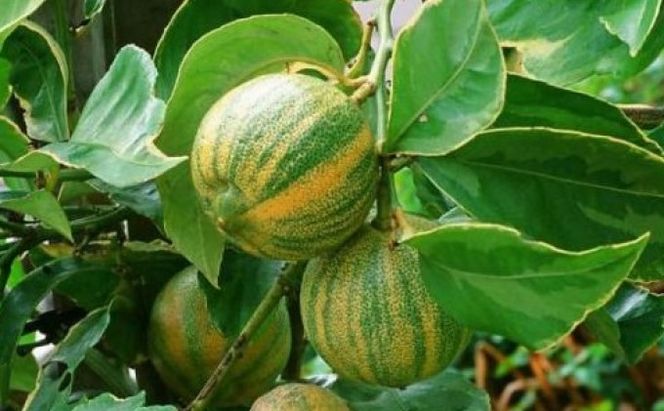 斑入り レモンの木 ピンクレモネード 鉢植え 苗木 れもん 