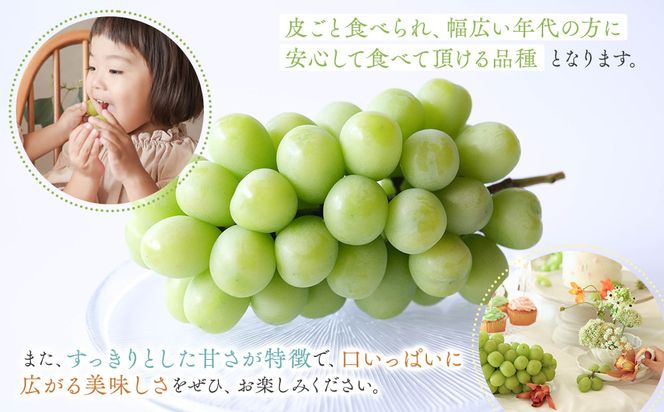 1038.【贈答用】波の音が聴こえる葡萄畑 ひなたFARM シャインマスカット 313726_CD001
