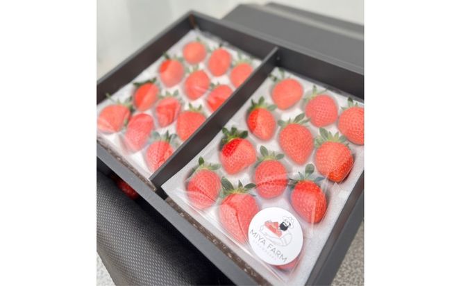 【先行受付】MIYA FARM いちごお持ち帰りギフト券 3,000円分 ※2026年12月～発送
