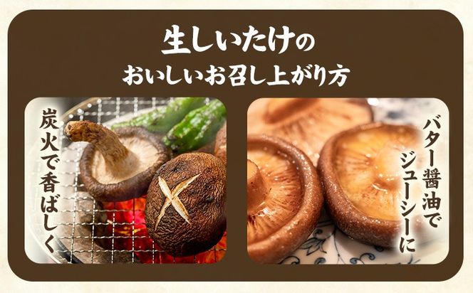「訳あり」生しいたけ　200g×3袋(サイズ混合)　【配送不可地域あり】 離島配送不可 《30日以内に出荷予定(土日祝除く)》 ---sanagouchi_izs_15_3p---